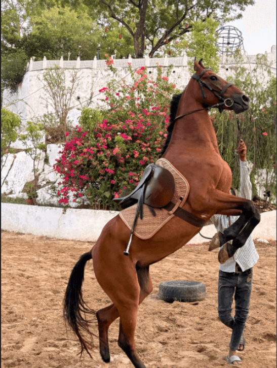 A horse rearing in the school at Mewar Stud '88, bougainvillea behind